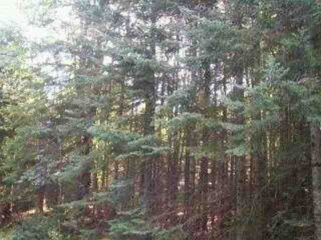 Mature Trees