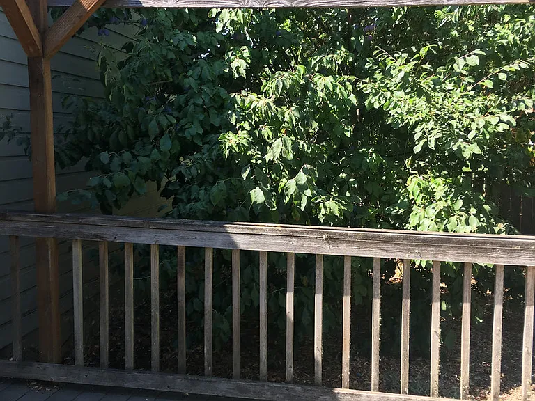 314 Vincent St — Photo 10