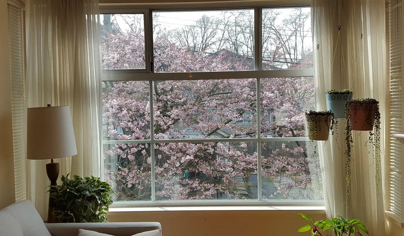 1 bed, 583 sqft, $1,950 — Photo 3