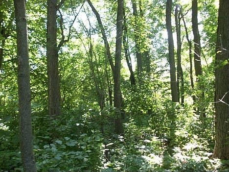 Woods, Woods, Woods