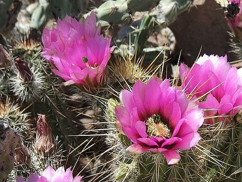 All the Beauty of Arizona