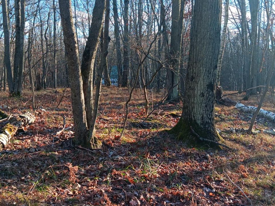 1st image of 1782 Hemlock Ln