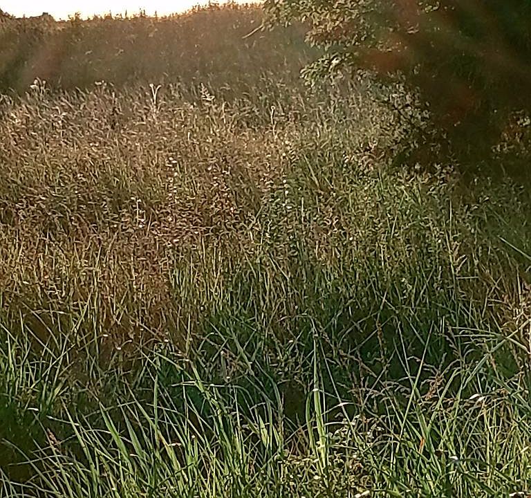 1st image of 0 Collins Run Lot 52