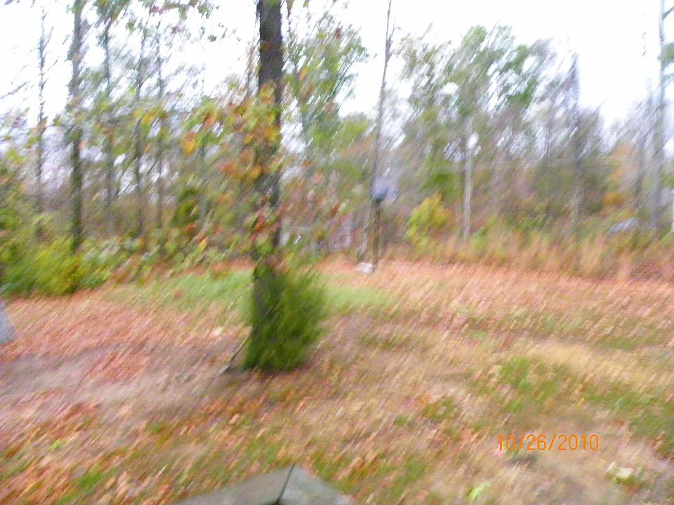 Great back yard