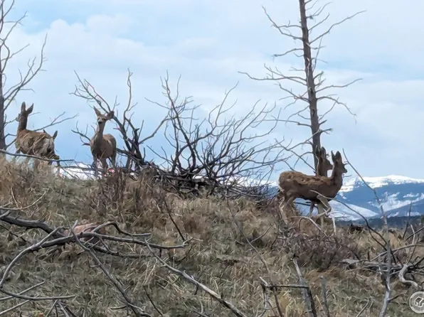 109 Snowy Range Ct, Livermore, CO 80536