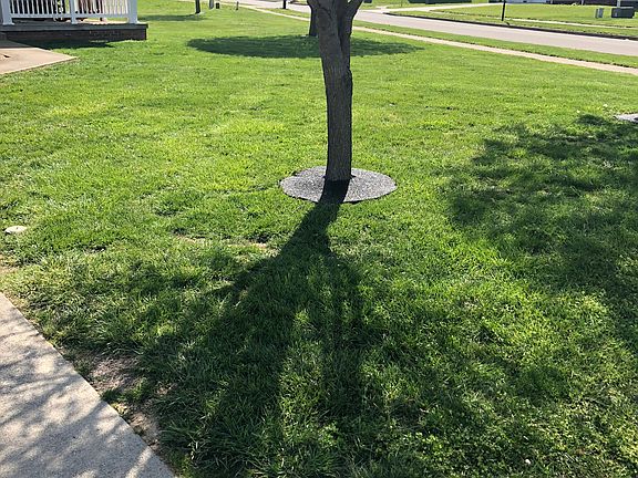 Maintained lawn/landscaping 