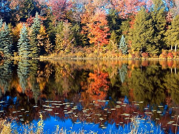 Fall Leaves over the Lake