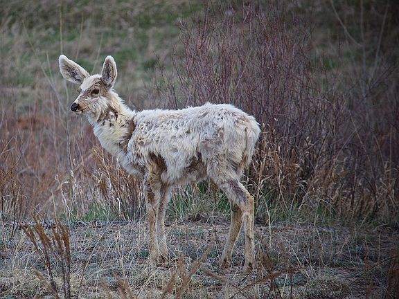 In the back yard yesterday!