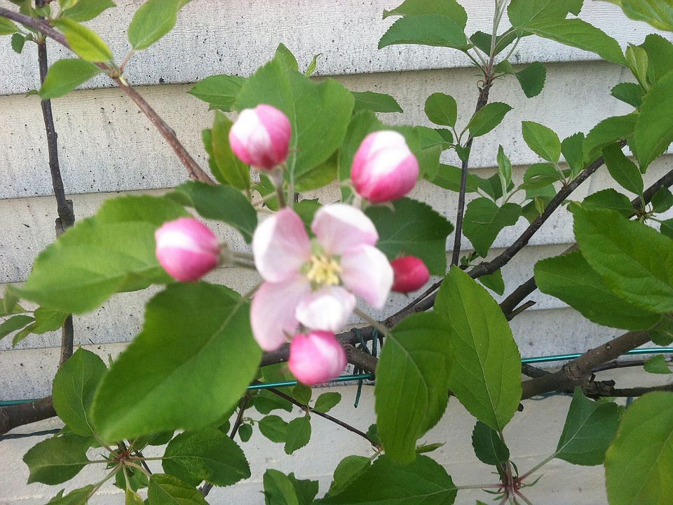 Royal Gala Apples