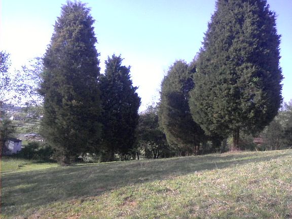 Cedar trees 