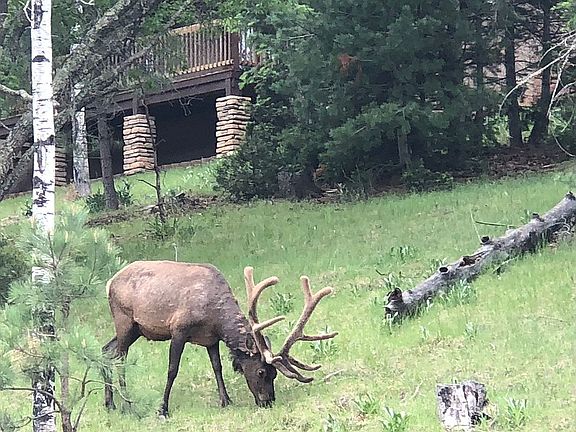 Elk frequent the 2 acre lot