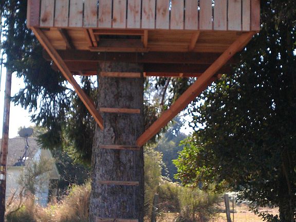Tree house 