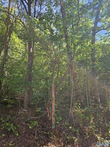 LOT 2 County Road 60, Gaylesville, AL, 35973