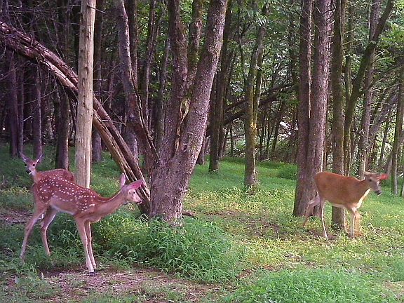 No hunting allowed!