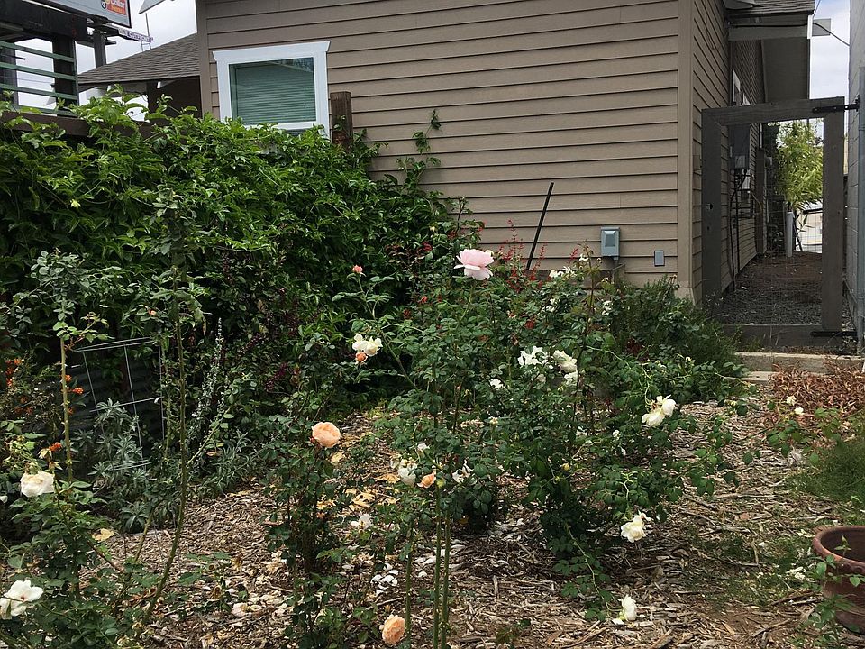 Back yard of complex