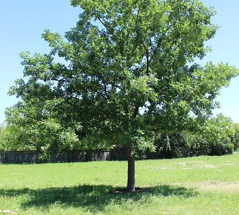 3rd image of 0 W Pietzsch St