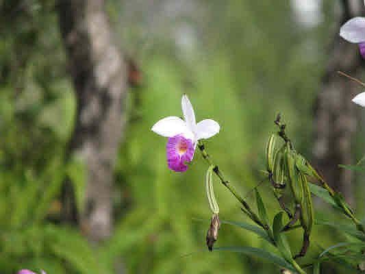 Pure Nature