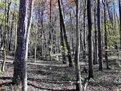 0 Deer Trl, Cleveland, GA, 30528