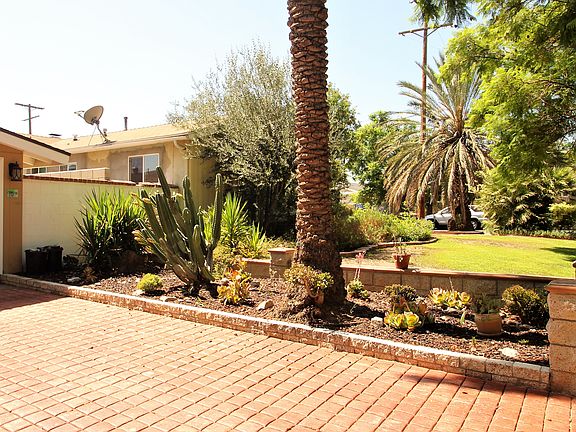 Succulent garden + palm tree