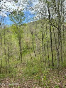 Holden Hollow Rd, Jamestown, TN, 38556