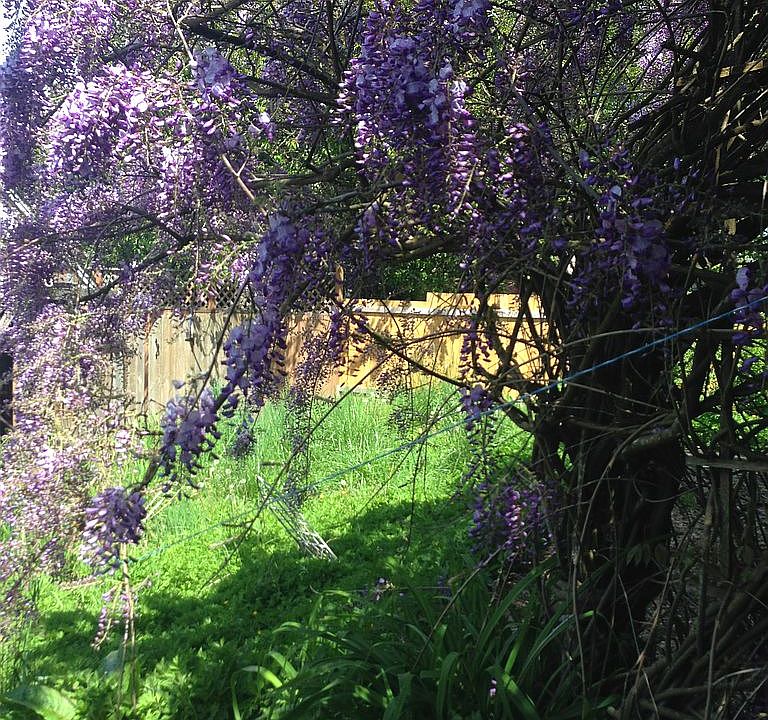 3 Wisteria Plants one going 