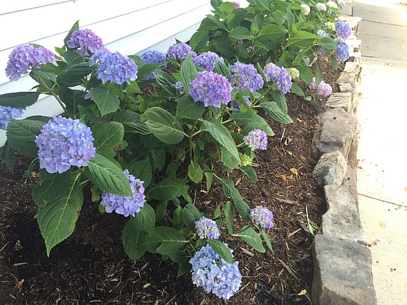 Endless Summer hydrangeas bloom from May-August