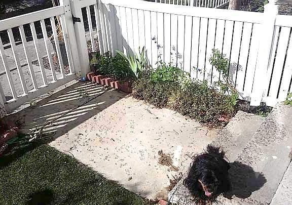 Entrance to townhome. Dog not included.