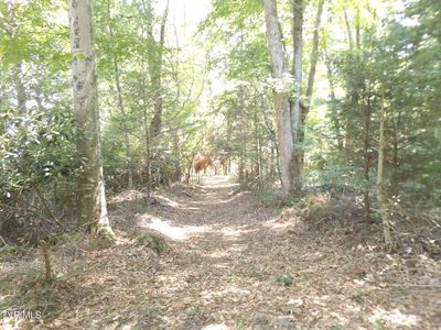 119 Gunsmoke Hollow Rd, Elizabethton, TN, 37643