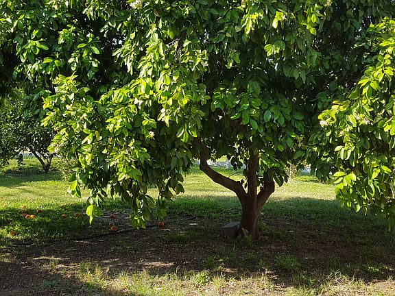 Citrus orchard 
