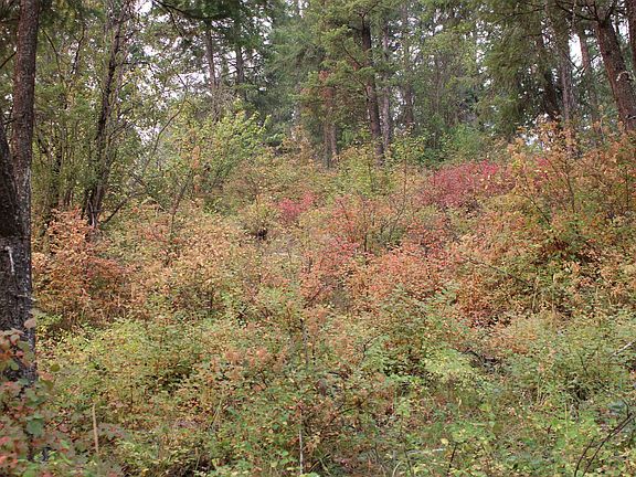 5th image of Nka Pine Rose Way Lot 2