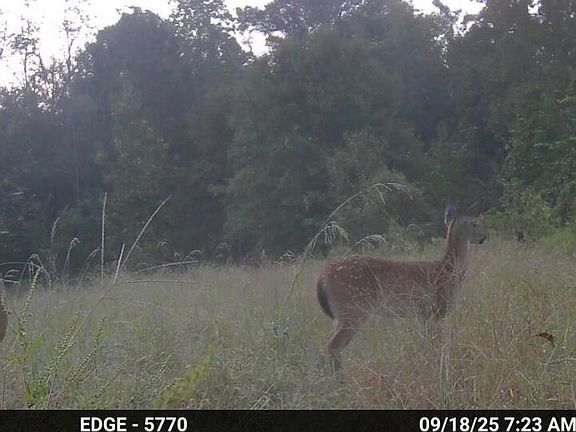 5th image of 1779 Old Quitman Rd