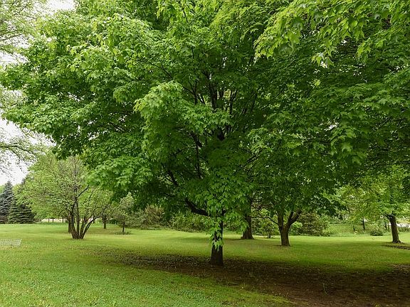 Lot is filled with beautiful mature trees.