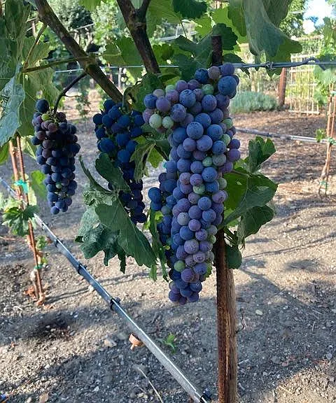 on property grape vines