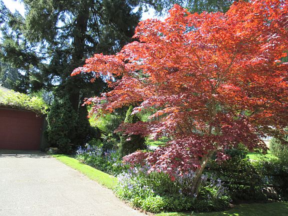 side yard