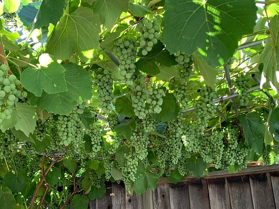 backyard fruit