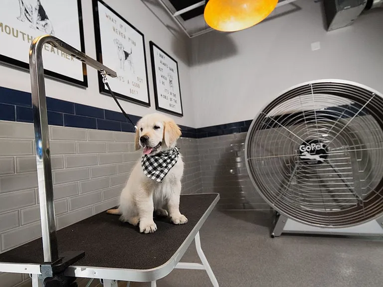 WAG Pet Spa