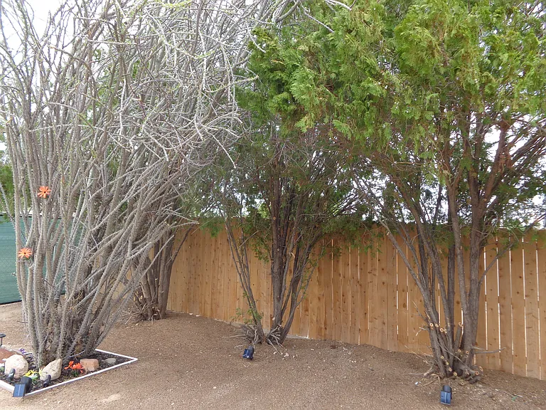 5984 La Buena Tierra Ave — Photo 59