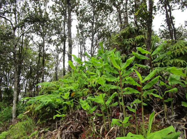 Ala Naulani Rd Lot 42, Volcano, HI 96785