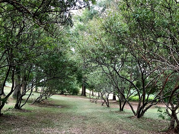 Side yard - wedding aisle