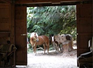 Horses in Corral