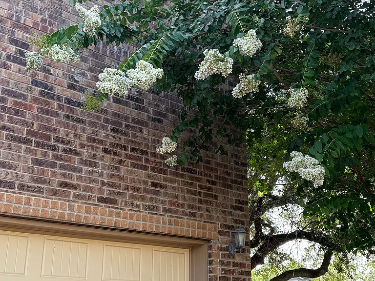 6002 Venado Trce — Photo 23