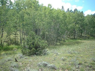 Aspen Grove