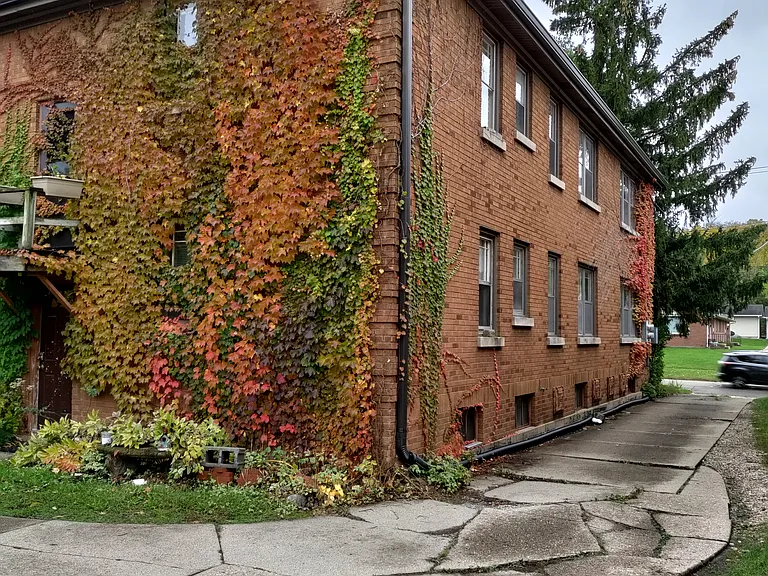 IVY covered building