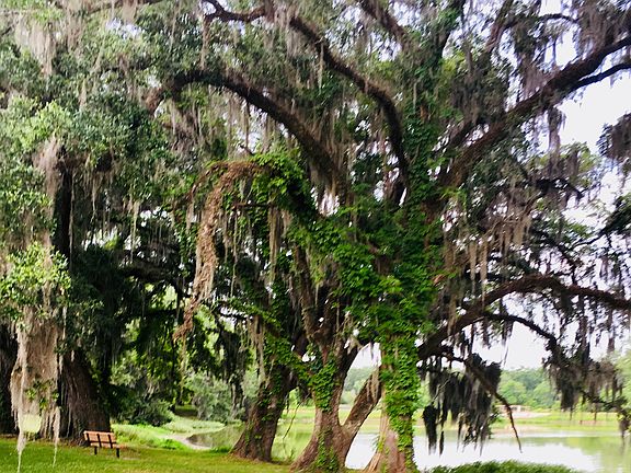 Southwood Nature