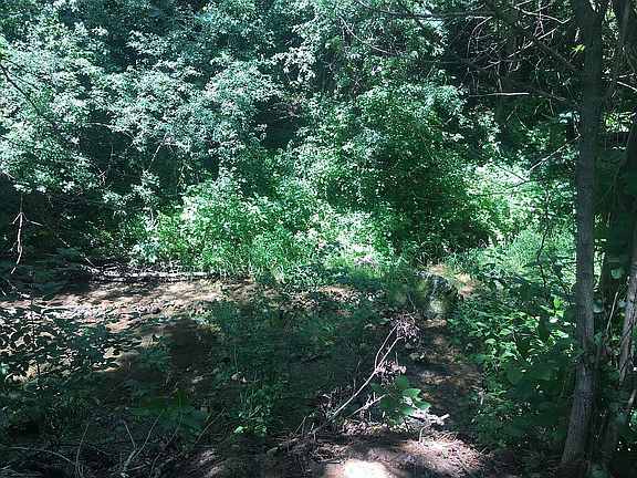 Trout creek in the back