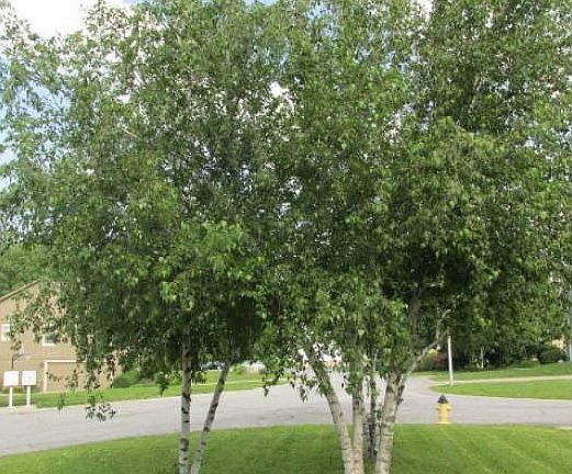 FRONT YARD