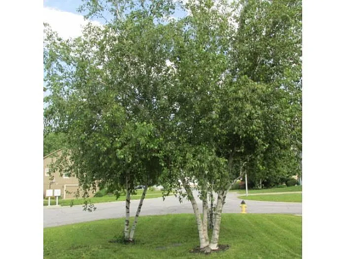 FRONT YARD - 6626 W 152nd St
