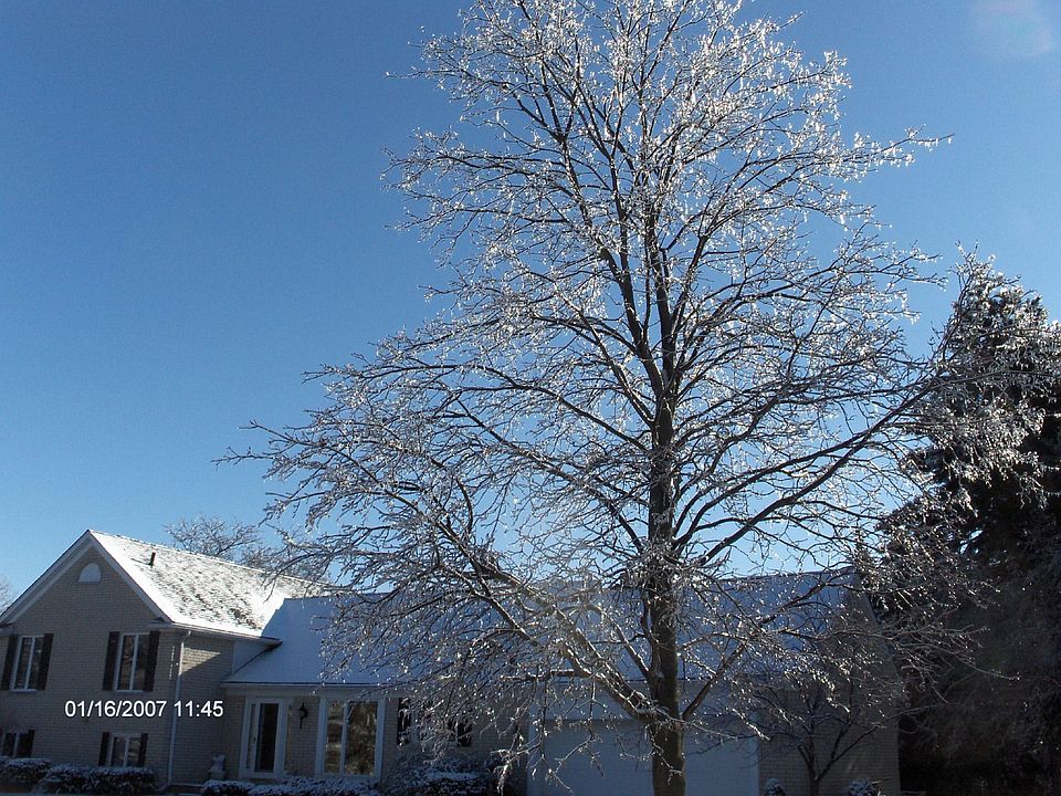 Michigan Beauty - Ice  storm