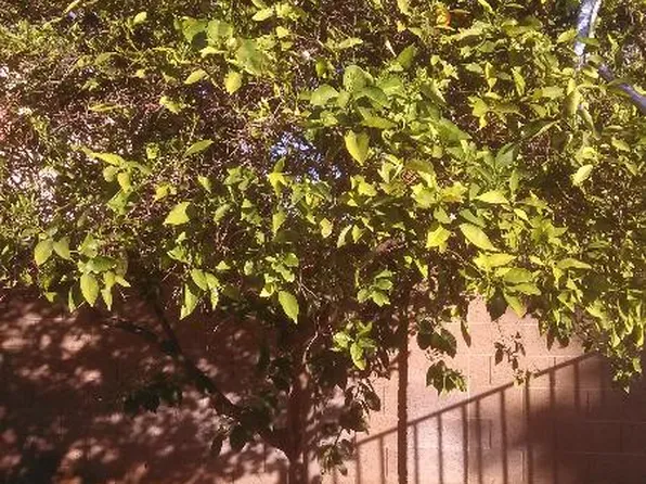 11313 W Emerald Ln, Avondale, AZ 85392