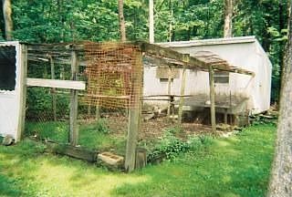 chickens